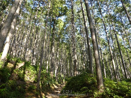 160325-熊野古道 小辺路 (54)