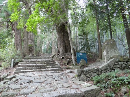 160324-熊野古道 大門坂 (38)