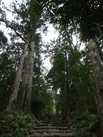 160324-熊野古道 大門坂 (83)