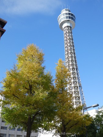 171112-山下公園通り (16)