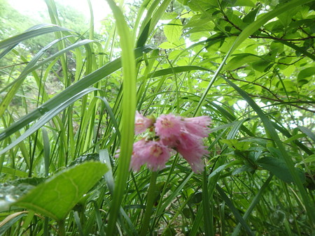 P6030262