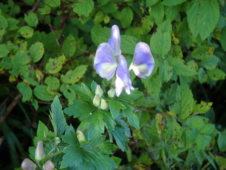 P9090037