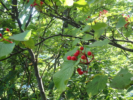 P9090047