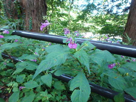 P9090066