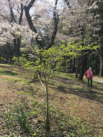 花見(桜)