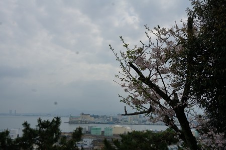 2017年4月9日 西公園 桜 福岡 さくら 写真 (45)