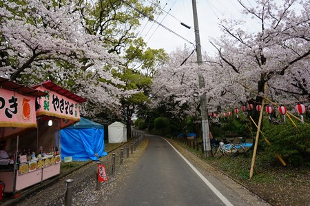 2017年4月9日 西公園 桜 福岡 さくら 写真 (96)