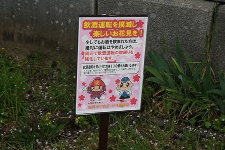 2017年4月9日 西公園 桜 福岡 さくら 写真 (112)