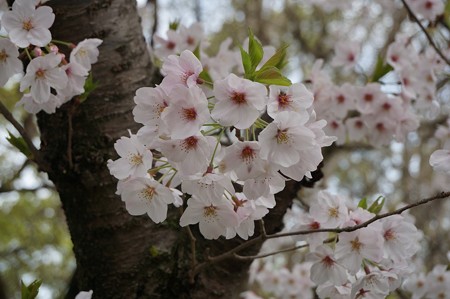 2017年4月9日 西公園 桜 福岡 さくら 写真 (115)