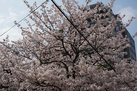 2017年4月9日 西公園 桜 福岡 さくら 写真 (138)