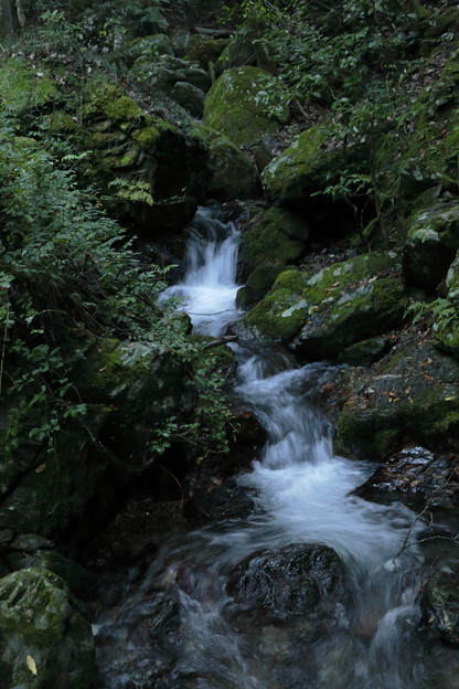 京都･愛宕山30