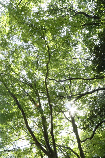 京都･愛宕山06