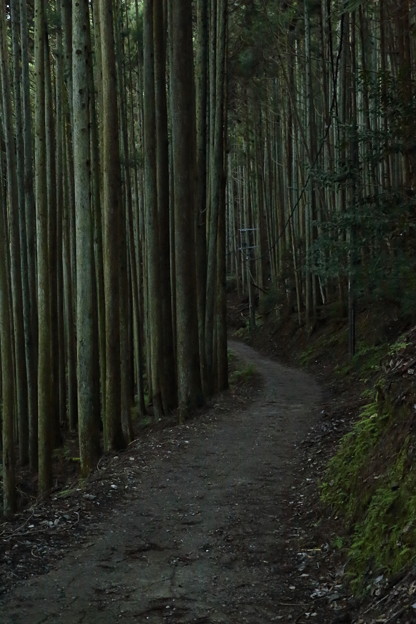 京都･愛宕山31
