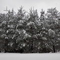 Photos: 雪満開・松