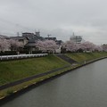 2017・4・7   桜満開