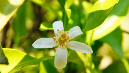 みかんの花