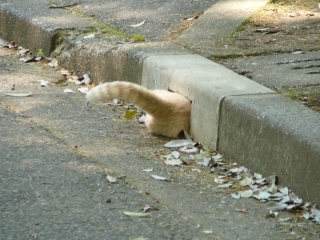 入る2
