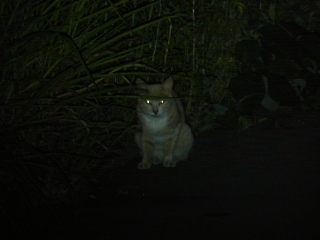 闇夜に