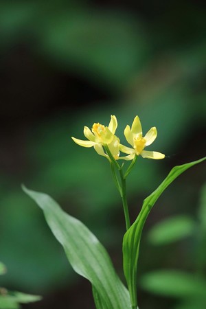 キンラン 4月(1)