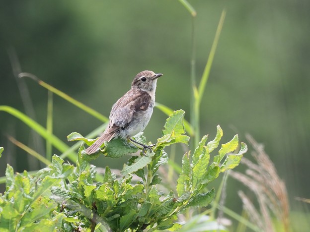 ノビタキ幼鳥 ３ 写真共有サイト フォト蔵