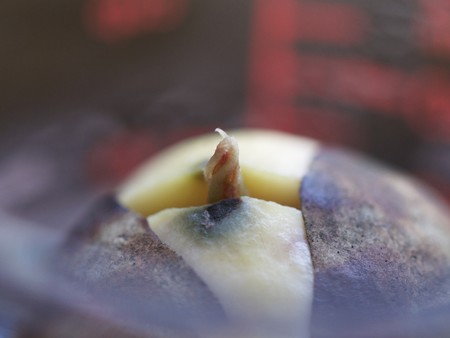 発芽