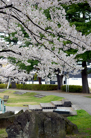 170417内川河川緑地公園の桜02