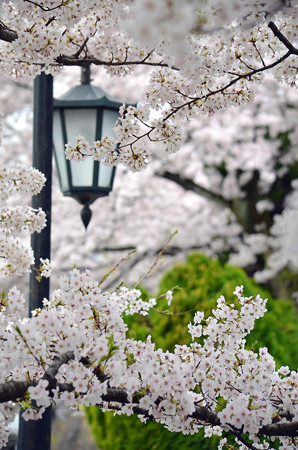 170417内川河川緑地公園の桜04