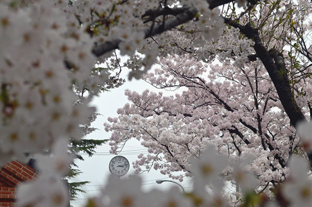 170417内川河川緑地公園の桜06