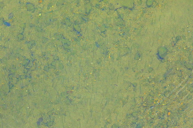 00003911