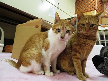 仲良しツーショット！あつし＆シモン