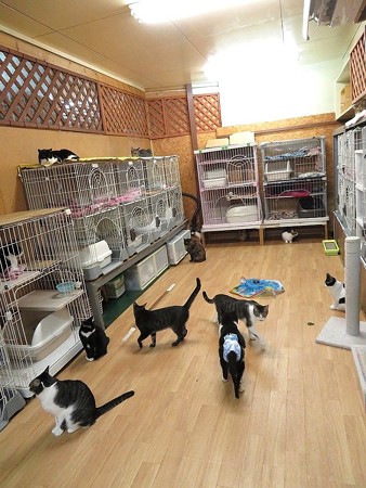 お正月でも日常は変わらない猫たち