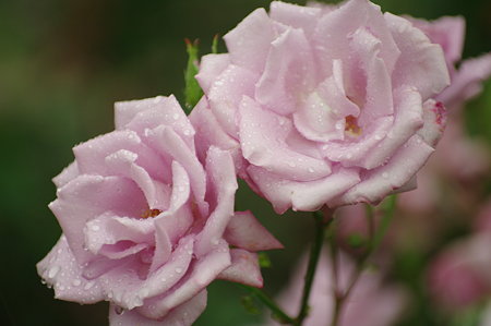 IMGP2365