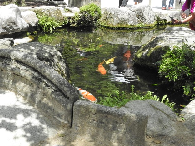 Photos: 太宰府天満宮54　岩と鯉
