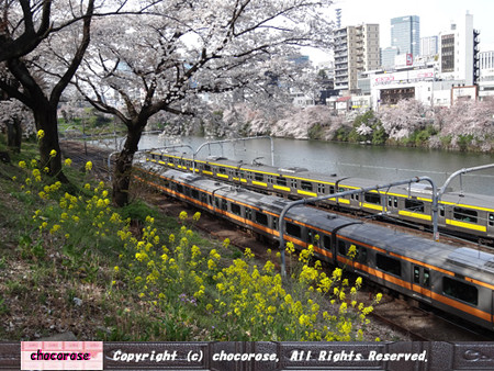 桜と菜の花と電車３