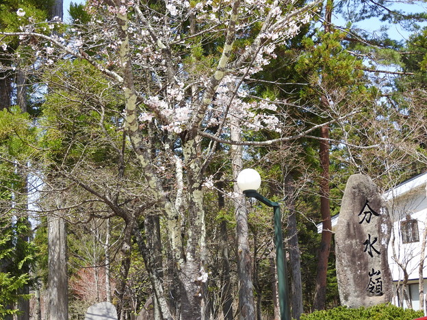 Photos: 分水嶺の桜