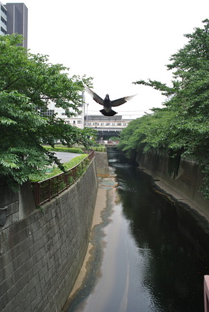 目黒川／中目黒駅付近にて