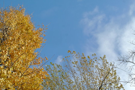 秋の空