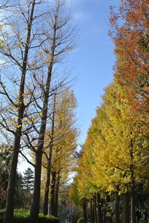 秋の公園
