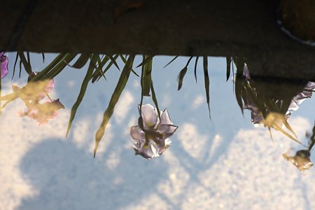 2009.06.07　明月院　本堂後庭園　花菖蒲