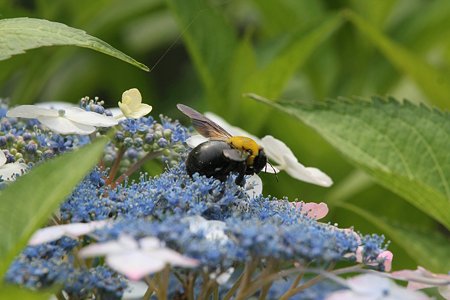 2009.06.14　追分市民の森　紫陽花とクマバチ