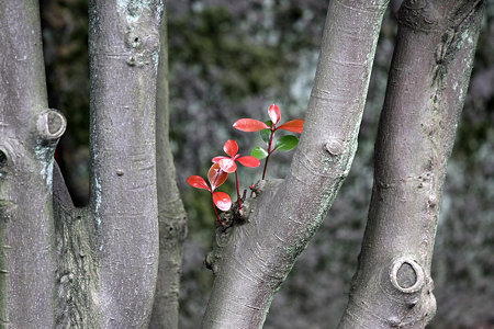 2009.06.27　皇居　新芽