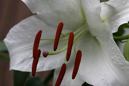 2009.07.12　カサブランカ