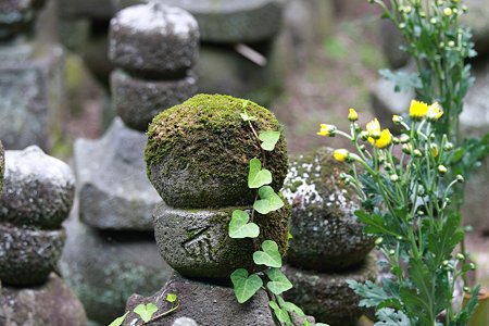 2009.08.09　鎌倉　杉本寺　五輪塔に蔦