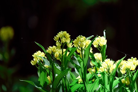 2017.04.29 瀬谷市民の森 キンラン