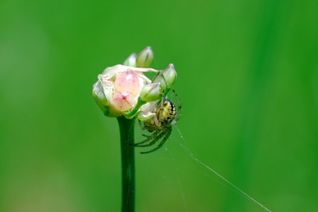 2017.05.21　追分市民の森　野蒜の花咲く前に蜘蛛