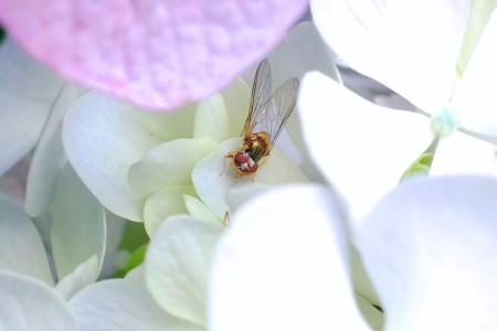2017.07.07 瀬谷市民の森 紫陽花にヒラタアブ 蜘蛛の獲物