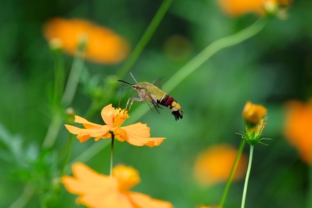 2017.09.15　キバナコスモスにオオスカシバ