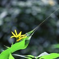 Photos: 2017.09.22　追分市民の森　キクイモ が金色の蜘蛛の糸に引かれて