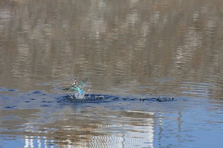 2011.01.12　和泉川　カワセミ　着水