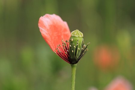 2011.04.30 和泉川 ナガミヒナゲシ
